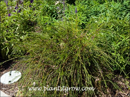 Whipcord Arborvitae (Thuja plicata)